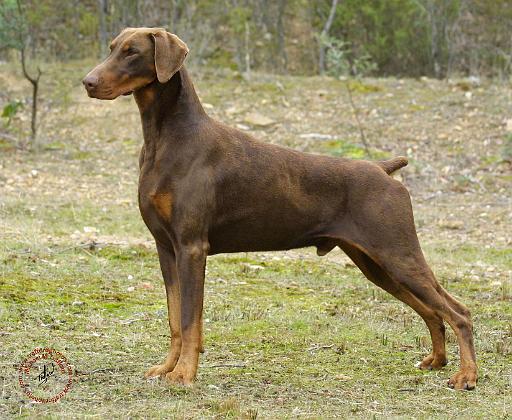 Dobermann 9K060D-01.JPG